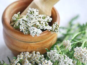 Wholesale of Yarrow herb from the manufacturer at optim