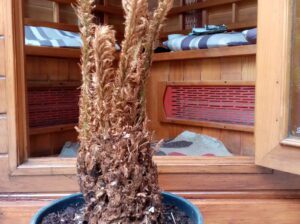 Dicksonia antarctica tree fern
