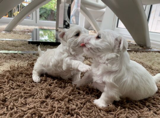 Pure White Maltese Ready for New Home