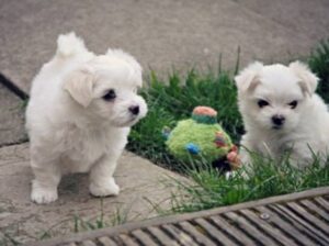 Pure White Maltese Ready for New Home