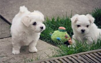 Pure White Maltese Ready for New Home