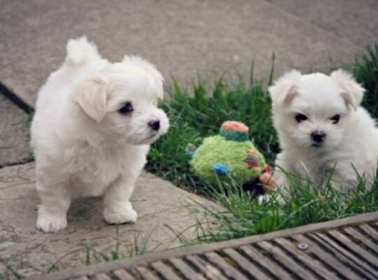 Pure White Maltese Ready for New Home